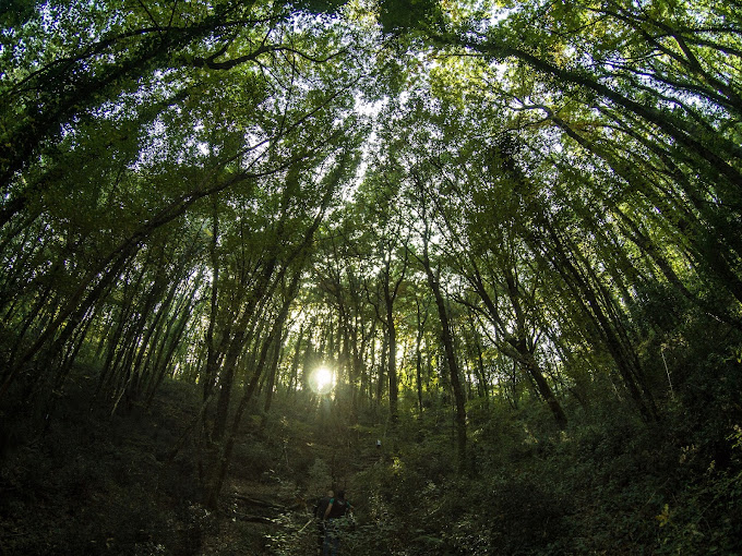 Monumento Naturale La Selva di Genazzano